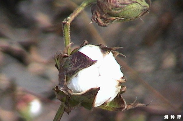 棉花生长期如何浇水? 棉花生长期如何浇水?
