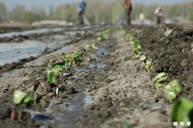 棉花生长期如何浇水? 棉花生长期如何浇水?