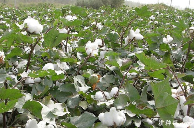 棉花吐絮期生长有什么特点? 棉花吐絮期生长有什么特点?