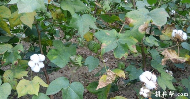 棉花吐絮期生长有什么特点? 棉花吐絮期生长有什么特点?