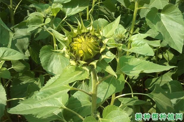 造成向日葵减产的原因是什么? 造成向日葵减产的原因是什么?