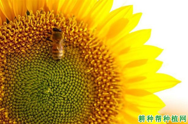 造成向日葵减产的原因是什么? 造成向日葵减产的原因是什么?