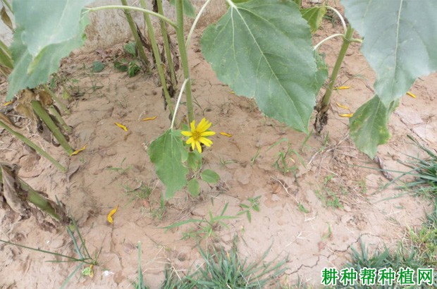 造成向日葵减产的原因是什么? 造成向日葵减产的原因是什么?