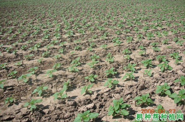 造成向日葵减产的原因是什么? 造成向日葵减产的原因是什么?