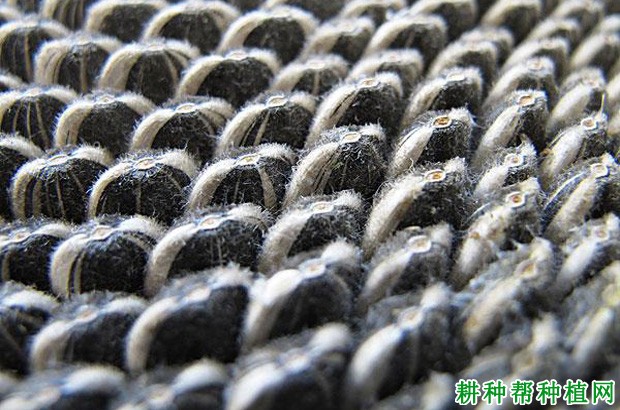 向日葵的果实有什么特点? 向日葵的果实有什么特点?