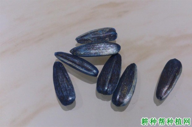 向日葵的果实有什么特点? 向日葵的果实有什么特点?