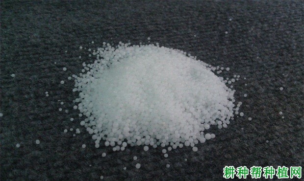 向日葵喷施多少浓度的尿素合适? 向日葵喷施多少浓度的尿素合适?