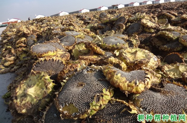 种植向日葵什么时候可以采摘? 种植向日葵什么时候可以采摘?