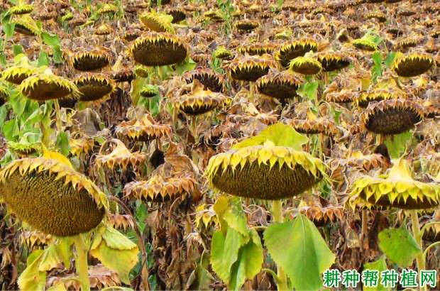 种植向日葵什么时候可以采摘? 种植向日葵什么时候可以采摘?