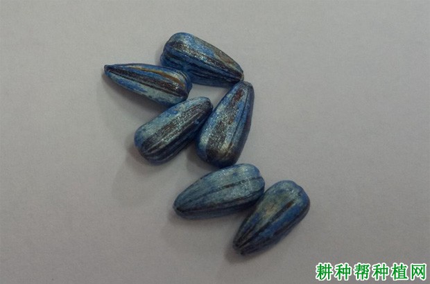 向日葵种子包衣有什么好处? 向日葵种子包衣有什么好处?
