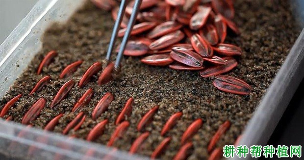 向日葵种子包衣有什么好处? 向日葵种子包衣有什么好处?