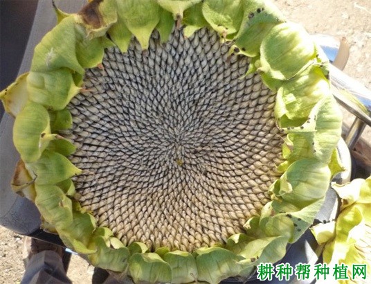 食用型:甘葵3号向日葵品种好不好? 食用型:甘葵3号向日葵品种好不好?