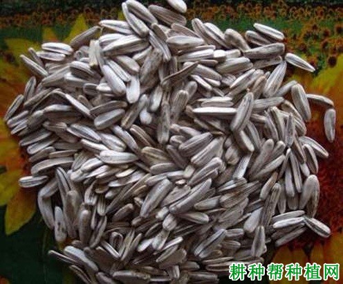 食用型:甘葵3号向日葵品种好不好? 食用型:甘葵3号向日葵品种好不好?