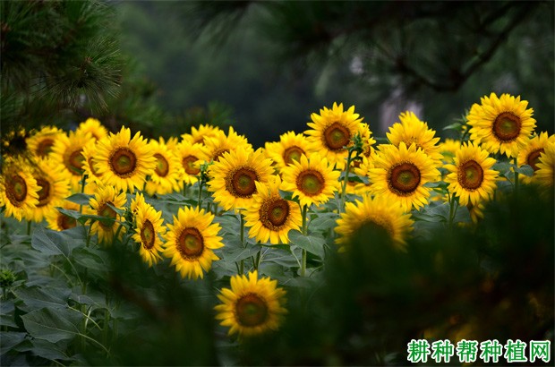 食用型:辽嗑杂3号向日葵品种好不好? 食用型:辽嗑杂3号向日葵品种好不好?