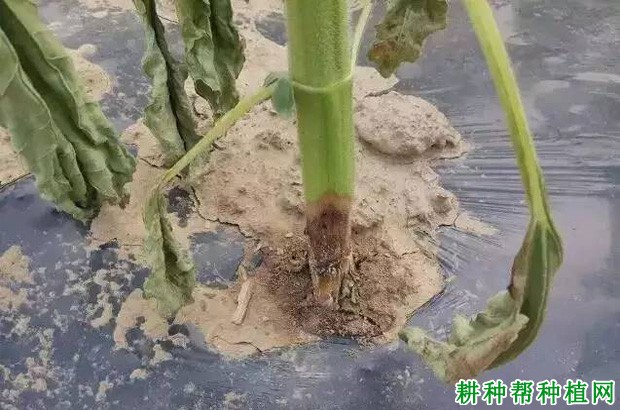 向日葵菌核病如何防治? 向日葵菌核病如何防治?