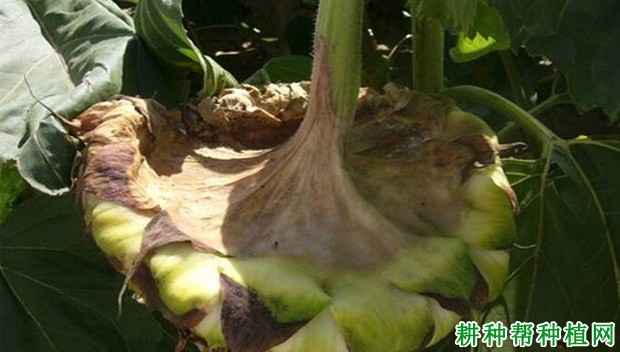 向日葵菌核病如何防治? 向日葵菌核病如何防治?