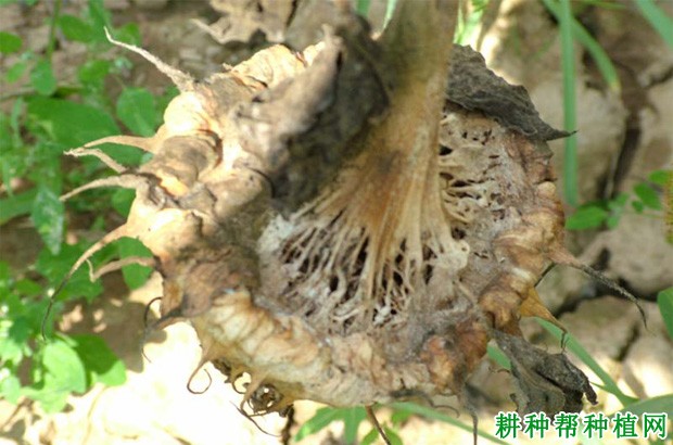 向日葵菌核病如何防治? 向日葵菌核病如何防治?