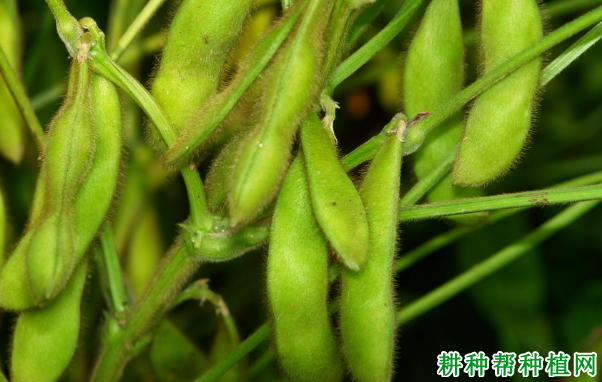 齐黄33黄豆品种好不好? 齐黄33黄豆品种好不好?