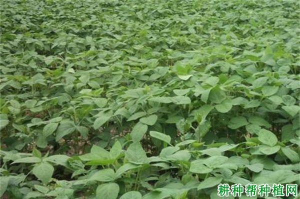 齐黄33黄豆品种好不好? 齐黄33黄豆品种好不好?