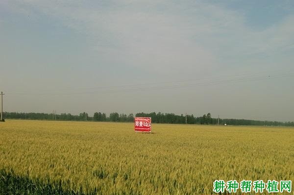 郑麦101小麦品种好不好? 郑麦101小麦品种好不好?