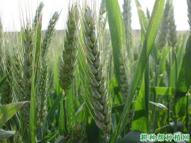 郑麦101小麦品种好不好? 郑麦101小麦品种好不好?