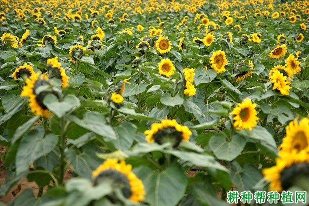 油用型：先瑞3号向日葵品种好不好？