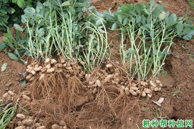 天府34花生品种好不好？