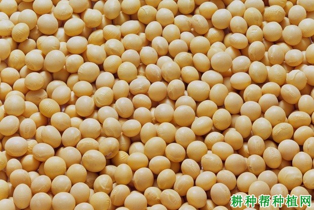 驻豆11号大豆品种好不好？