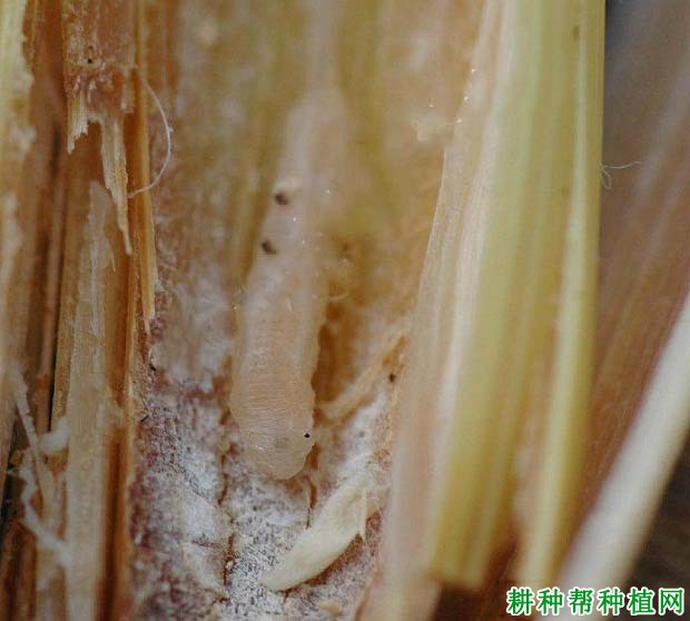 种植小麦如何防治麦秆蝇？