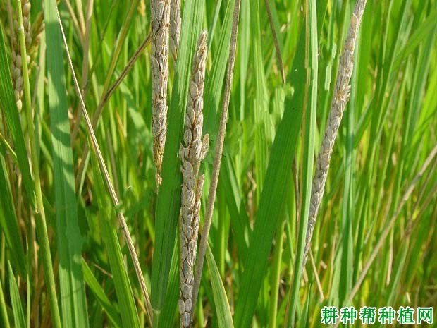 水稻一柱香病如何防治? 水稻一柱香病如何防治?