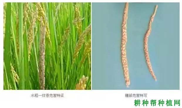 水稻一柱香病如何防治? 水稻一柱香病如何防治?