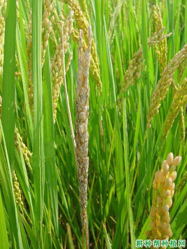 水稻一柱香病如何防治? 水稻一柱香病如何防治?