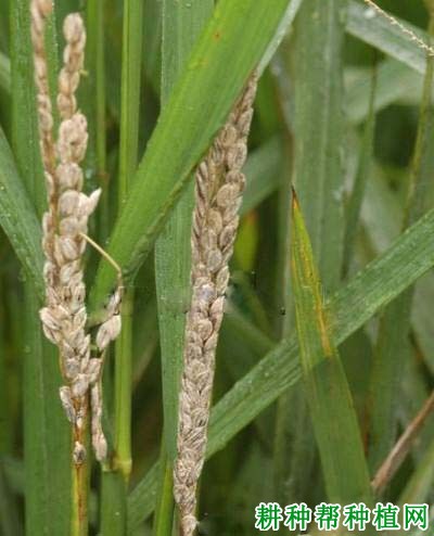 水稻一柱香病如何防治? 水稻一柱香病如何防治?