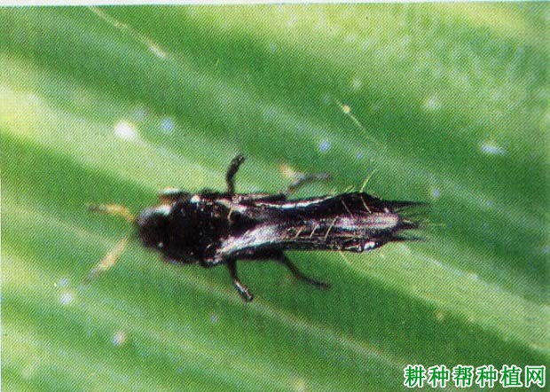 种植水稻如何防治稻管蓟马？