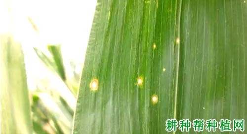 玉米眼斑病如何防治？
