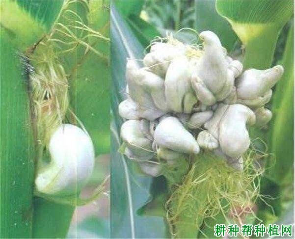 玉米黑粉病如何防治？