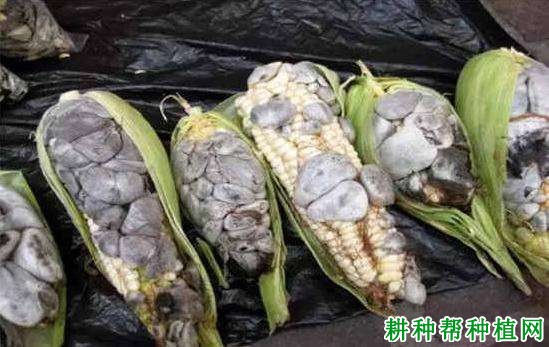 玉米黑粉病如何防治？