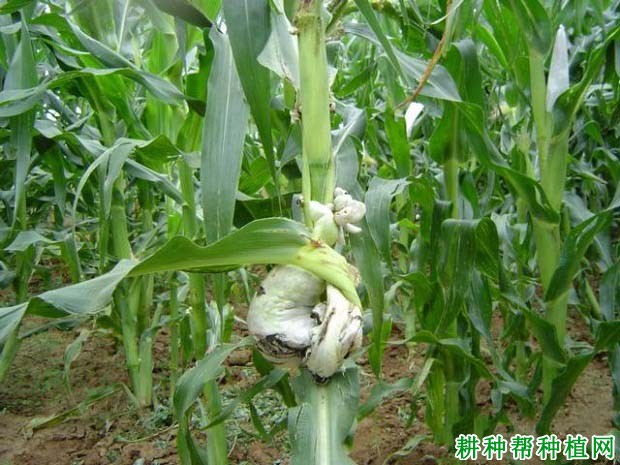 玉米黑粉病如何防治？