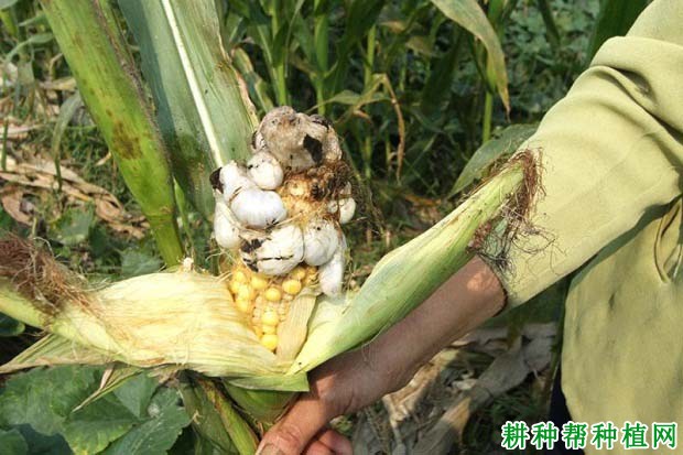 玉米黑粉病如何防治？