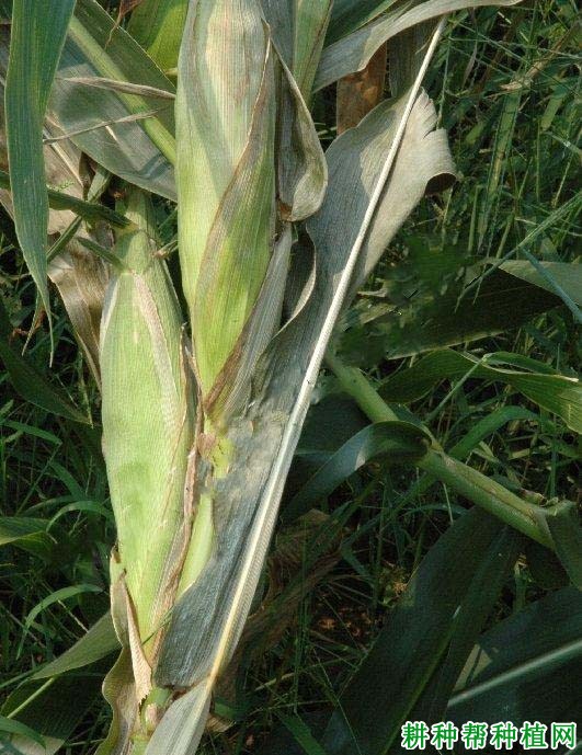 玉米细菌萎蔫病如何防治？