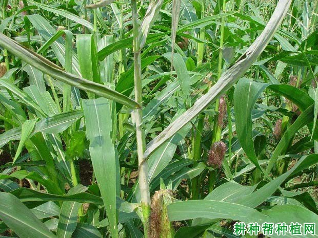 玉米细菌萎蔫病如何防治？