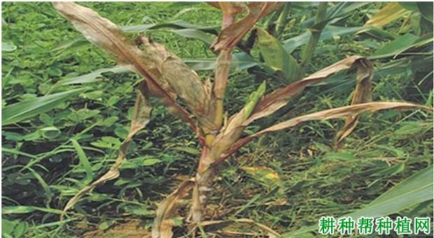 玉米干腐病如何防治？