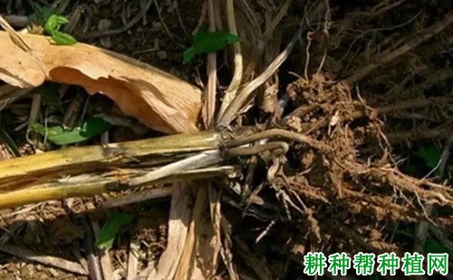 玉米全蚀病如何防治？