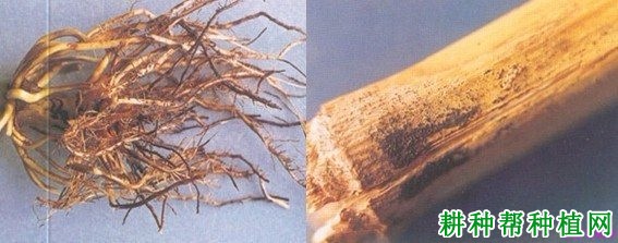玉米全蚀病如何防治？