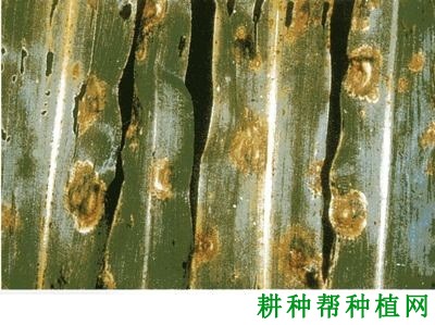 玉米轮纹斑病如何防治？
