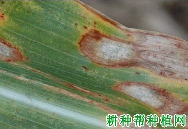 玉米轮纹斑病如何防治？