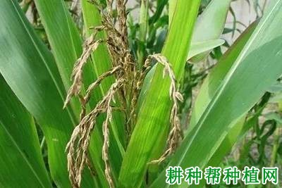 玉米假黑粉病如何防治？