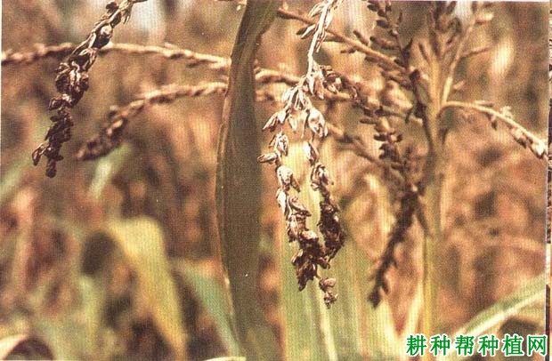 玉米假黑粉病如何防治？