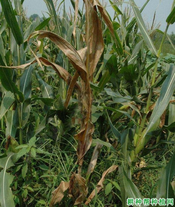玉米平脐蠕孢茎基腐病如何防治？