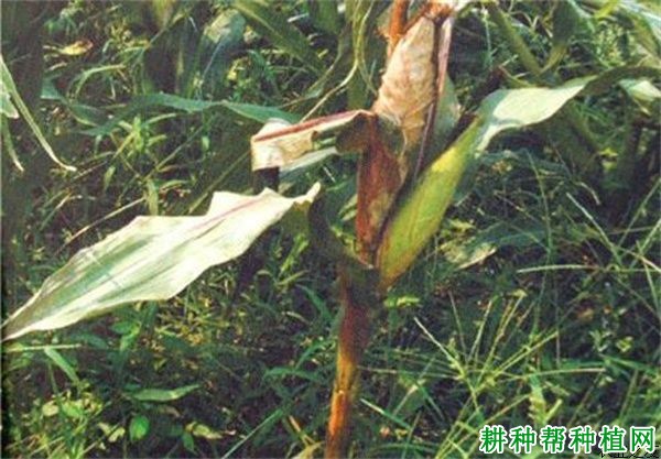 玉米平脐蠕孢茎基腐病如何防治？